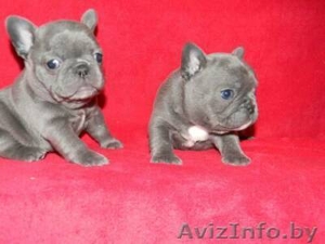 3.очаровательны Синий французский продаются щенки - Изображение #1, Объявление #900039