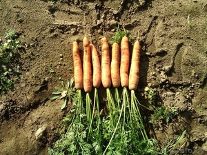 Продам морковь, свеклу.    - Изображение #1, Объявление #951679