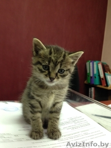 Великолепный котенок в подарок