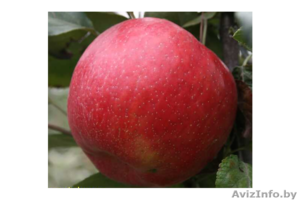 Яблоки оптом беларуские - Изображение #1, Объявление #1149160