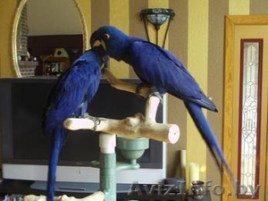 ручной подающий гиацинт попугаи ара доступные - Изображение #1, Объявление #1151667