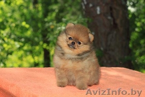 Померанский шпиц, медвежьего типа, щенки.