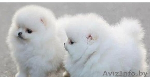 Курносые девочки и мальчики померанского шпица