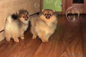 Померанский шпиц, медвежьего типа, щенки, мальчики и девочка.