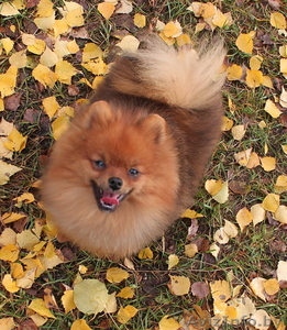 Подрощенный мальчика померанского шпица,  недорого.