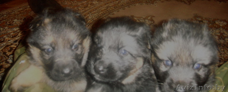 щенки немецкой овчарки,возраст 5 нед. - Изображение #2, Объявление #131911