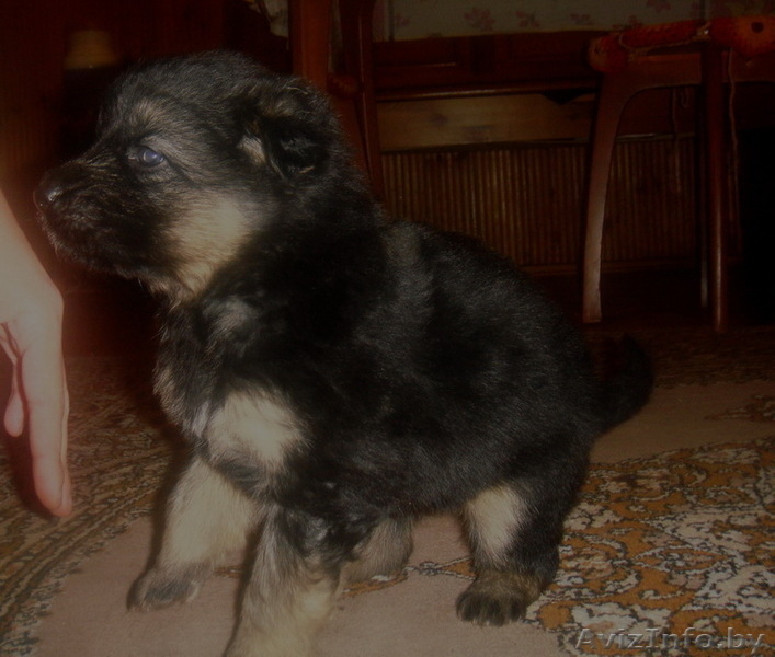 щенки немецкой овчарки,возраст 5 нед. - Изображение #1, Объявление #131911