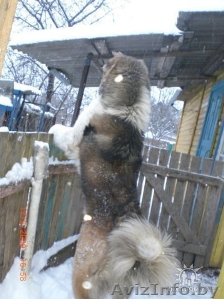 Кавказская овчарка даром - Изображение #2, Объявление #240915