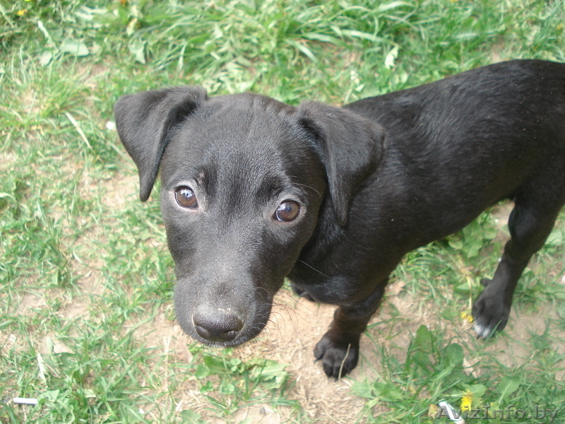 Щенки метисы джекрассел терьера девочки в хорошие руки. - Изображение #1, Объявление #282617