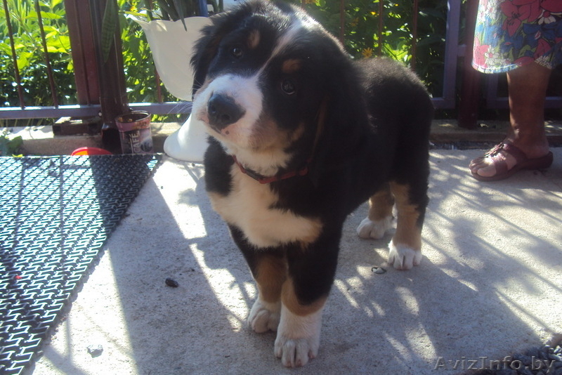 Продам щенка бернского зенненхунда - Изображение #2, Объявление #359332
