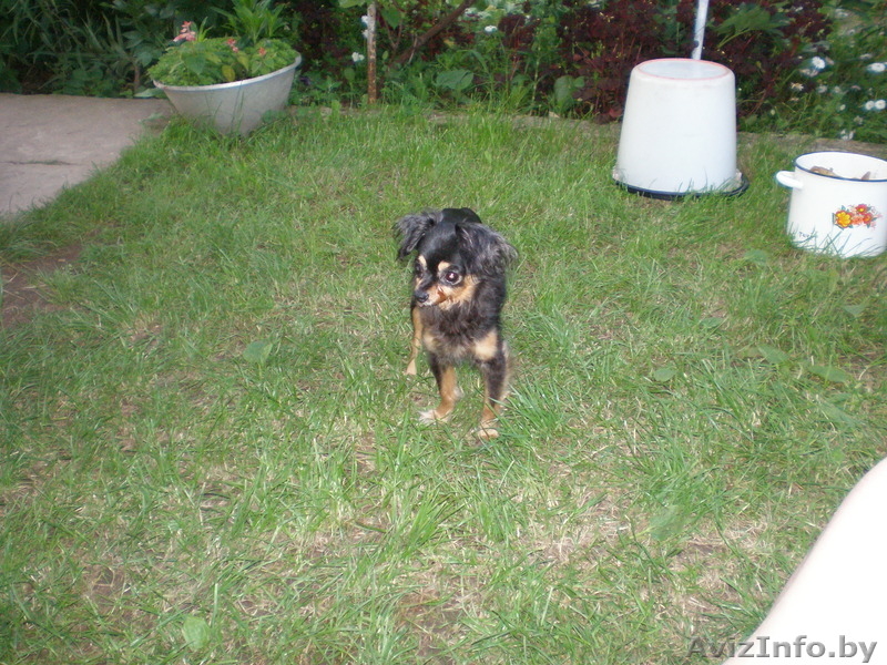 пропала собака (той-терьер) - Изображение #1, Объявление #352407