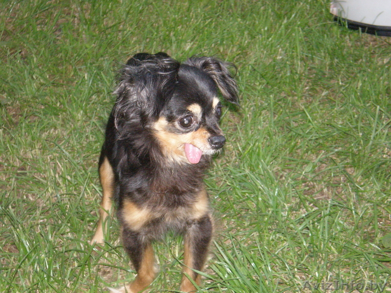 пропала собака (той-терьер) - Изображение #2, Объявление #352407