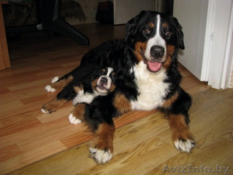 бернского зенненхунда щенки - Изображение #1, Объявление #341497