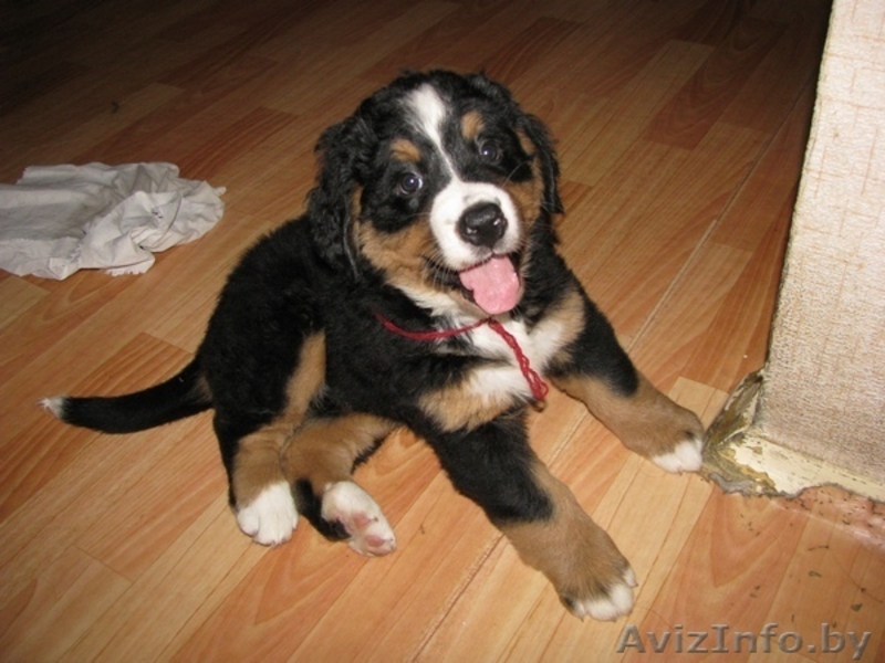 бернского зенненхунда щенки - Изображение #2, Объявление #341497