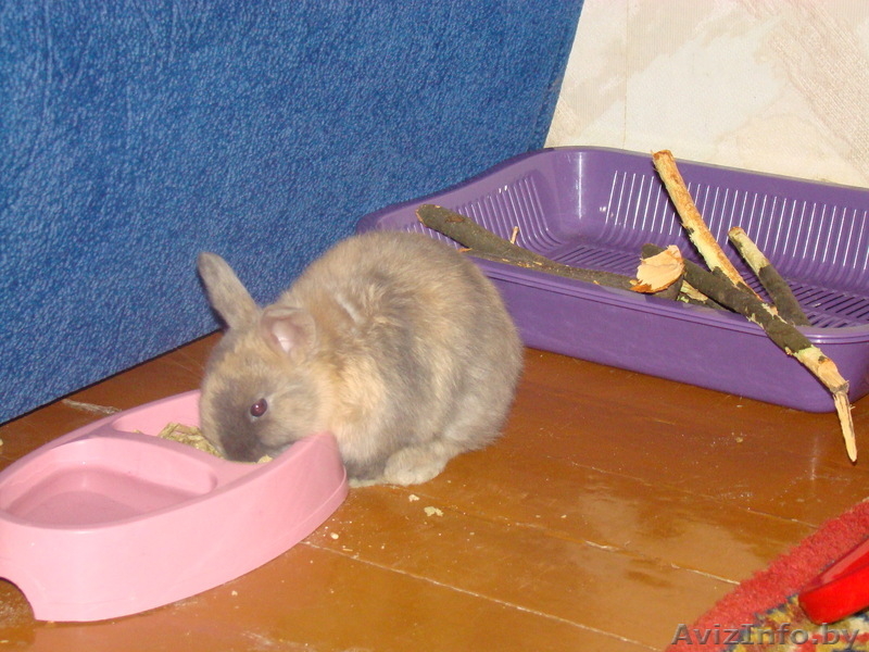 Домашний декоративный кролик - Изображение #2, Объявление #495375