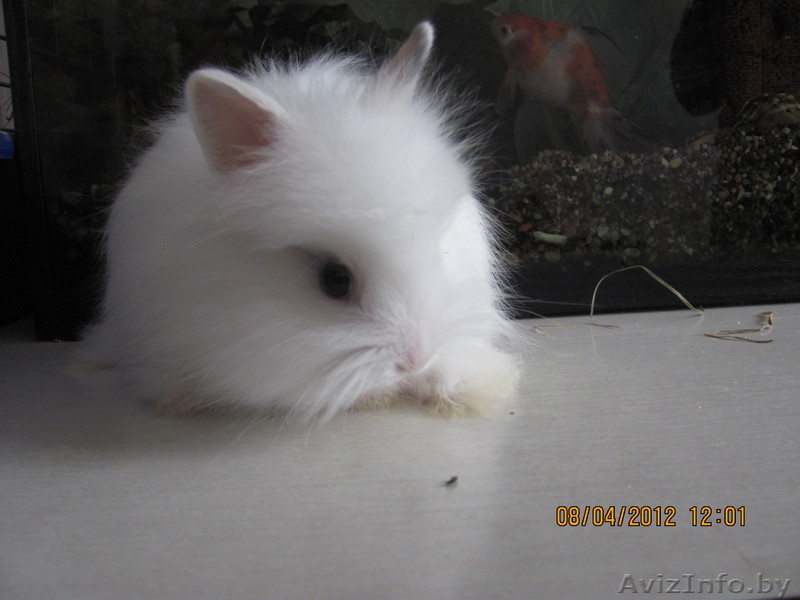 Продам декоративных кроликов (1,5 мес) - Изображение #1, Объявление #615095