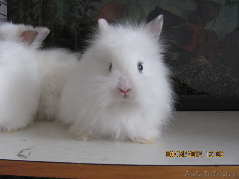 Продам декоративных кроликов (1,5 мес) - Изображение #2, Объявление #615095