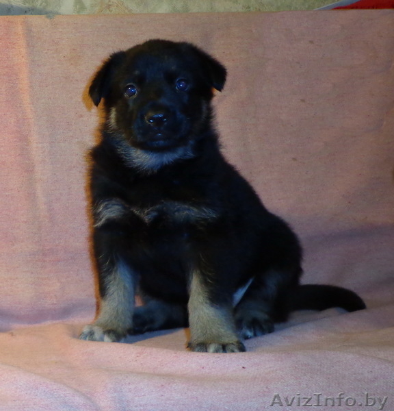 щенки восточно-европейской овчарки - Изображение #1, Объявление #817049