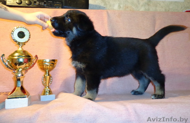 щенки восточно-европейской овчарки - Изображение #2, Объявление #817049