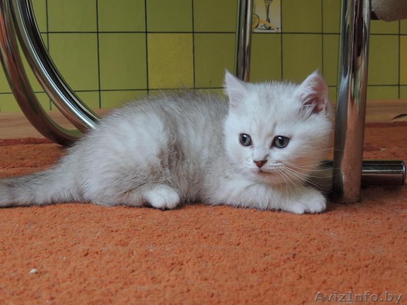 Британский короткошерстный мальчик - Изображение #3, Объявление #856163