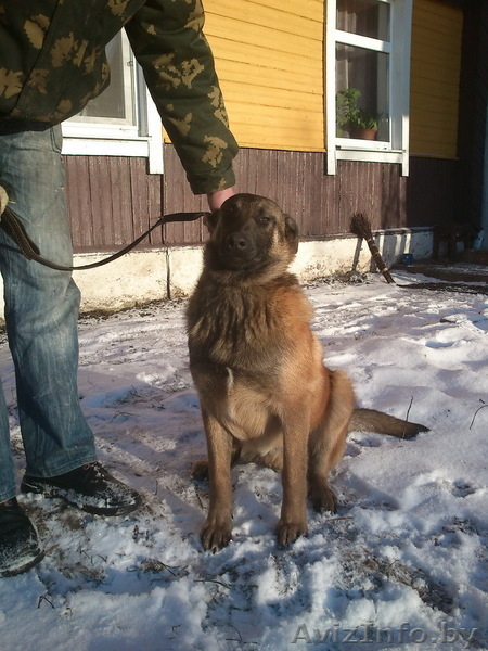 Щенки бельгийской овчарки Малинуа  - Изображение #3, Объявление #859865