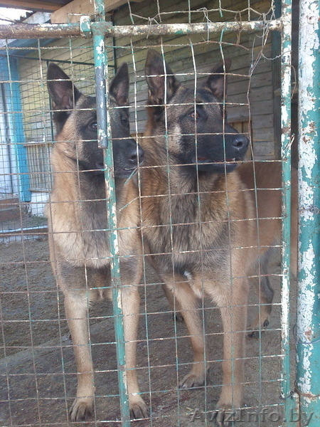Щенки бельгийской овчарки Малинуа  - Изображение #1, Объявление #859865