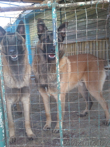 Щенки бельгийской овчарки Малинуа  - Изображение #2, Объявление #859865