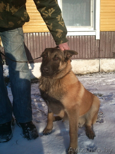 Щенки бельгийской овчарки Малинуа  - Изображение #4, Объявление #859865