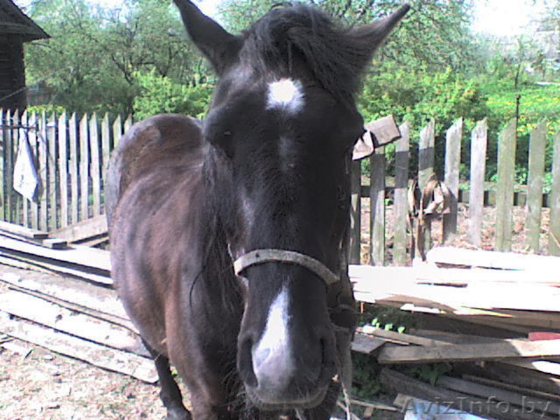 Продам отличного рабочего коня! Недорого. - Изображение #2, Объявление #917246