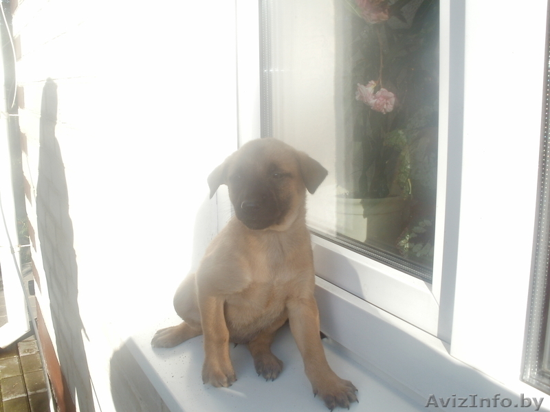 Бельгийские щенки (Малинуа) - Изображение #2, Объявление #923578