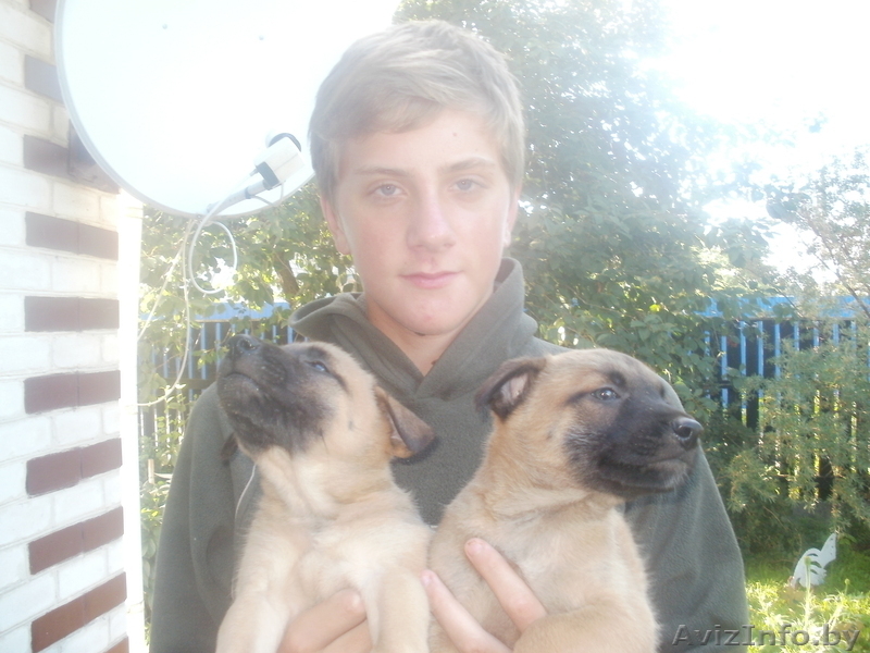 Бельгийские щенки (Малинуа) - Изображение #5, Объявление #923578