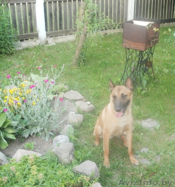 Бельгийские щенки (Малинуа) - Изображение #1, Объявление #923578