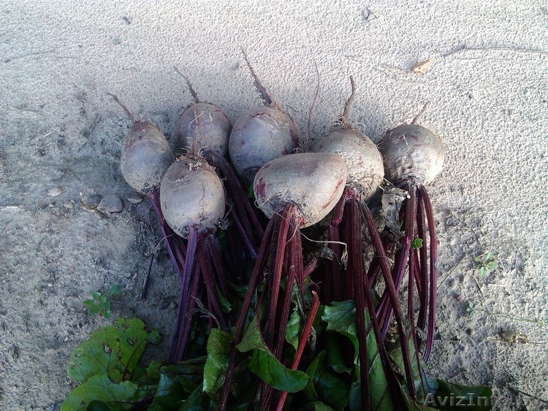 Продам морковь, свеклу.    - Изображение #2, Объявление #951679