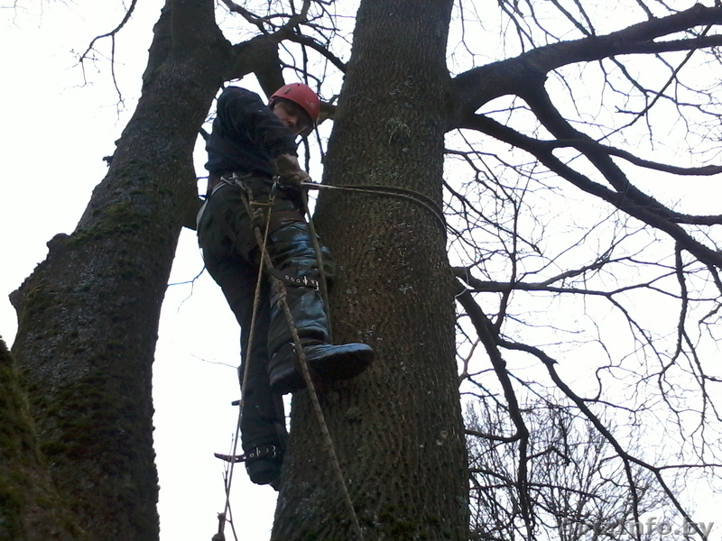 Спилить безопасно аварийное дерево, больших по диаметру и высоте. - Изображение #2, Объявление #1004171