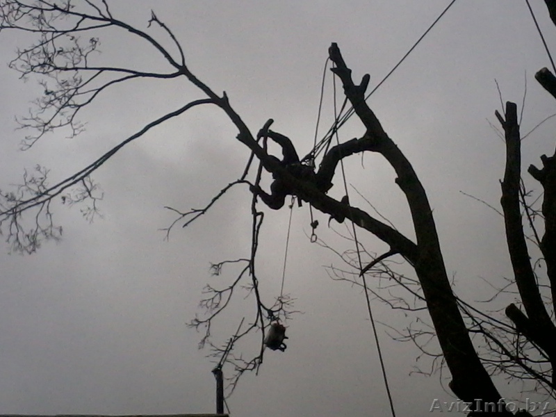 Спилить безопасно аварийное дерево, больших по диаметру и высоте. - Изображение #1, Объявление #1004171
