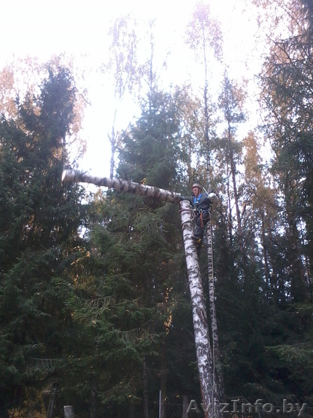 Спилить безопасно аварийное дерево, больших по диаметру и высоте. - Изображение #6, Объявление #1004171