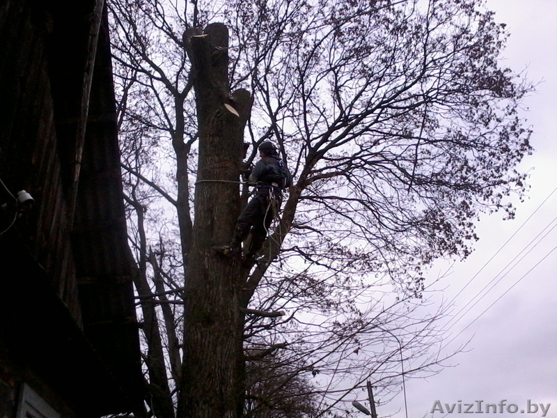 Спилить безопасно аварийное дерево, больших по диаметру и высоте. - Изображение #4, Объявление #1004171