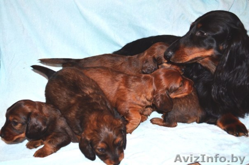 Продаются токсята - Изображение #1, Объявление #1222293