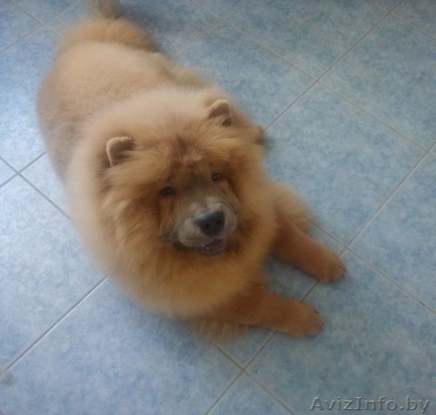 Щенок чау-чау цимтового окраса - Изображение #1, Объявление #1270861