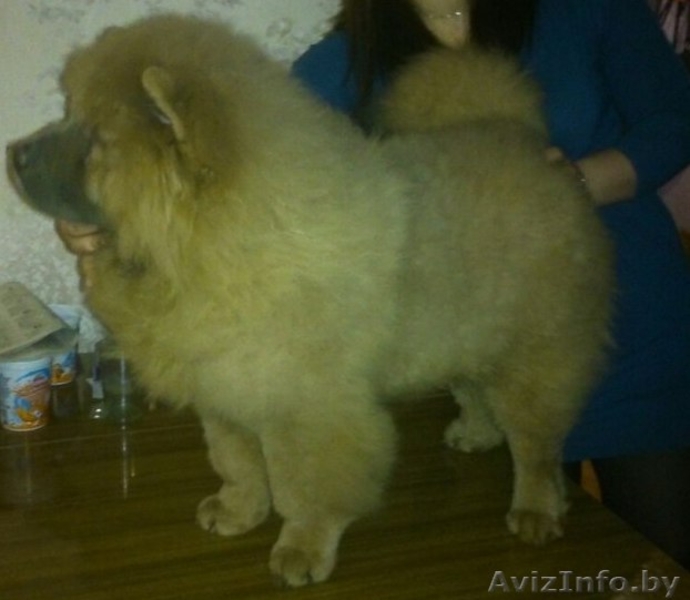 Щенок чау-чау цимтового окраса - Изображение #2, Объявление #1270861