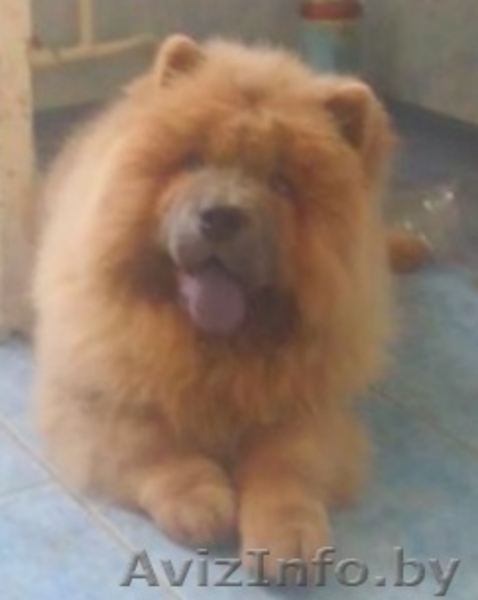 Щенок чау-чау цимтового окраса - Изображение #3, Объявление #1270861