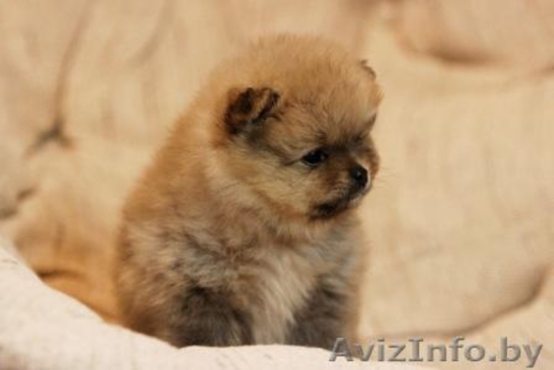 шпиц щенки-медвежата - Изображение #2, Объявление #1312247