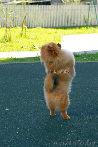 Мальчик померанского шпица 9 месяцев - Изображение #1, Объявление #1328519