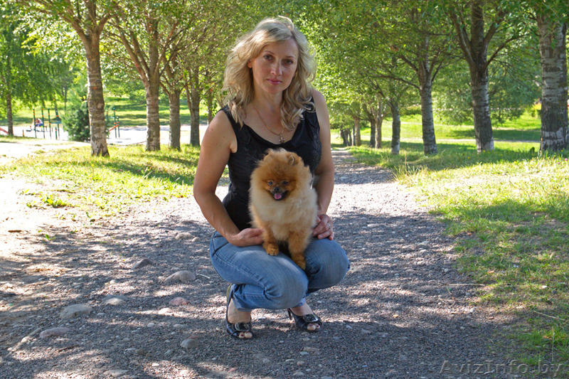 Мальчик померанского шпица 9 месяцев - Изображение #2, Объявление #1328519