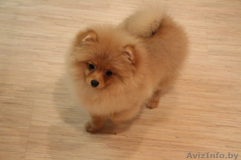 Помераночка, девочка - Изображение #6, Объявление #1353495