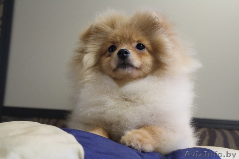 Помераночка, девочка - Изображение #3, Объявление #1353495
