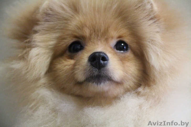 Помераночка, девочка - Изображение #4, Объявление #1353495
