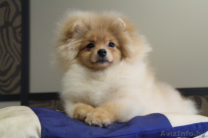 Помераночка, девочка - Изображение #5, Объявление #1353495