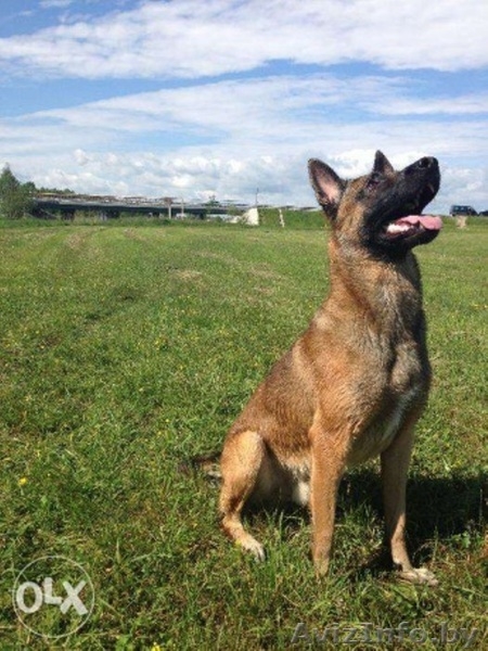  Элитный  породистый  щенок (девочка)   - Изображение #3, Объявление #1353668