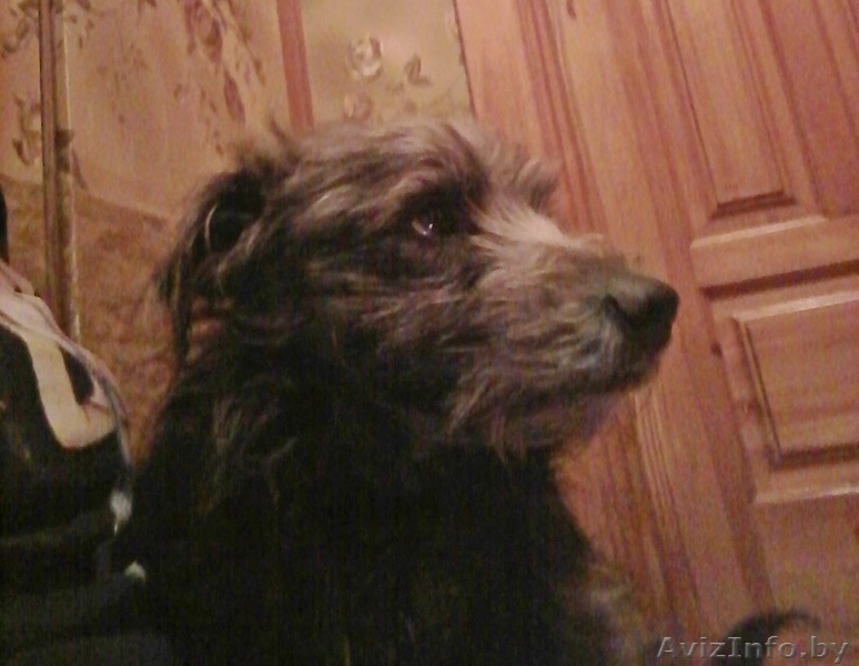 Метис шнауцера - Изображение #3, Объявление #1644215
